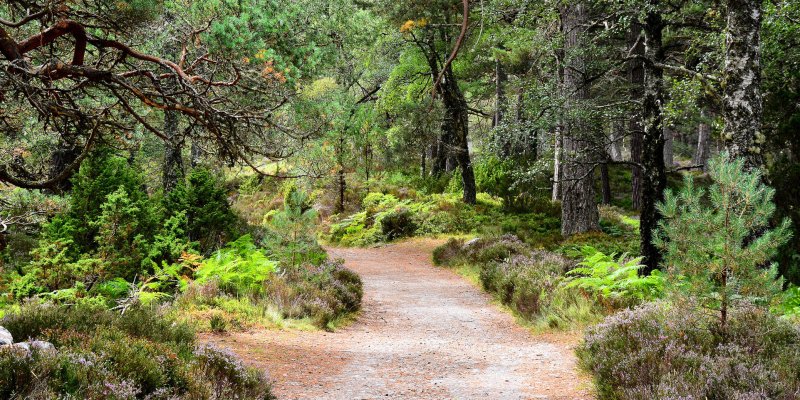 Rothiemurchus Forest