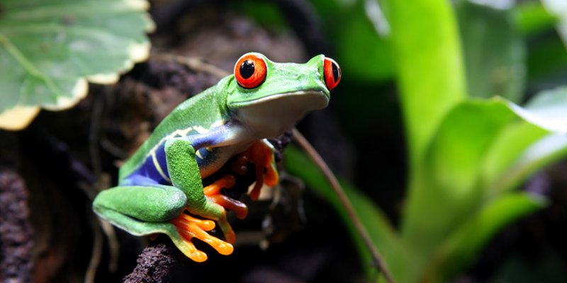 Tree frog on a twig