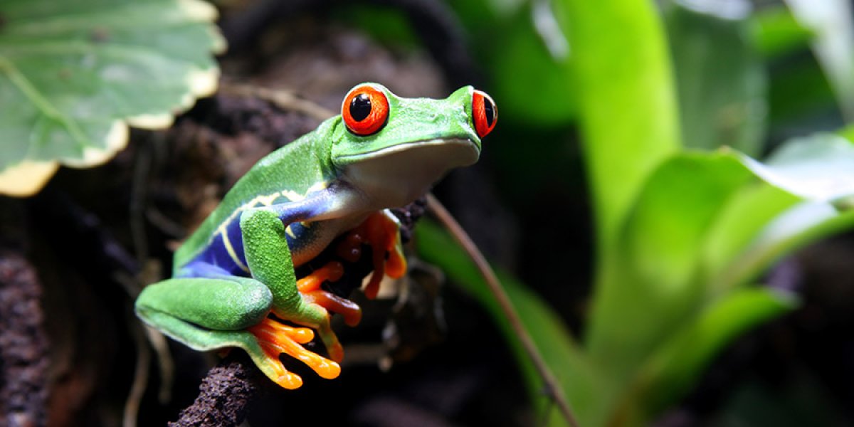 Tree frog on a twig