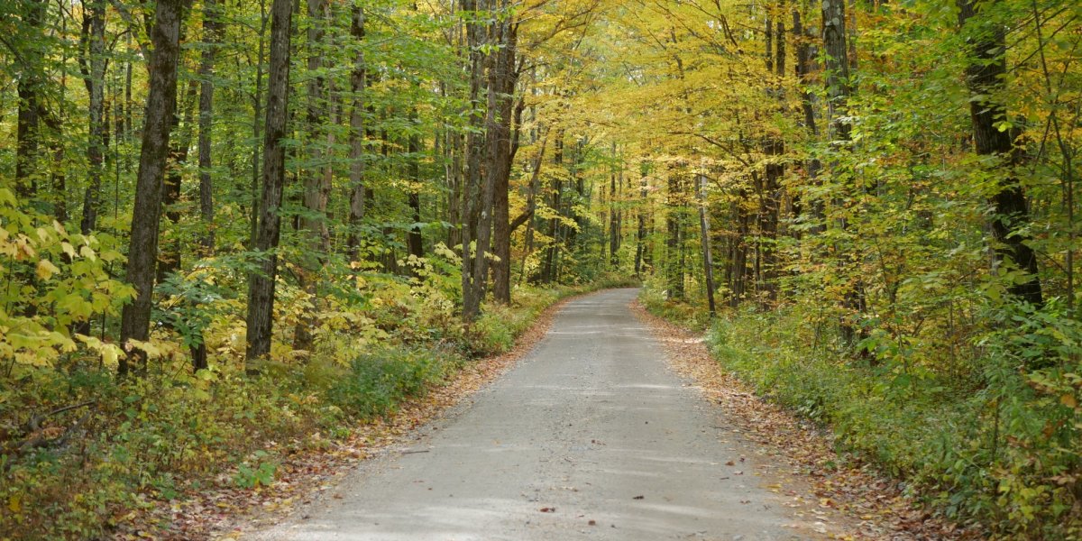 Image of a forest